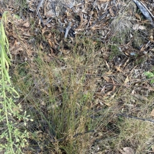 Juncus subsecundus at Paddys River, ACT - 17 Jun 2023