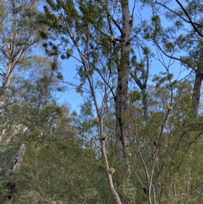 Banksia marginata (Silver Banksia) at Paddys River, ACT - 17 Jun 2023 by Tapirlord