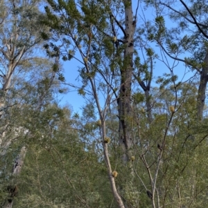 Banksia marginata at Paddys River, ACT - 17 Jun 2023