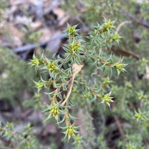 Pultenaea procumbens at Paddys River, ACT - 17 Jun 2023