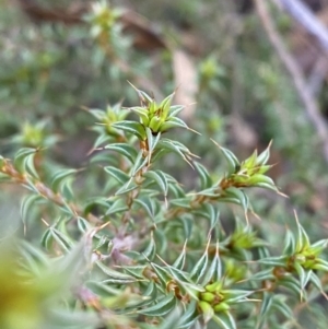 Pultenaea procumbens at Paddys River, ACT - 17 Jun 2023