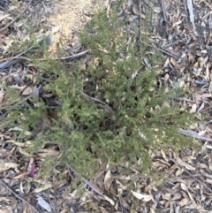 Pultenaea procumbens at Paddys River, ACT - 17 Jun 2023