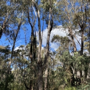 Eucalyptus dives at Paddys River, ACT - 17 Jun 2023