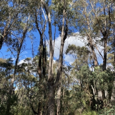 Eucalyptus dives (Broad-leaved Peppermint) at Paddys River, ACT - 17 Jun 2023 by Tapirlord