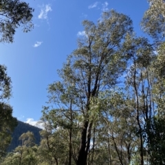 Eucalyptus dives at Paddys River, ACT - 17 Jun 2023