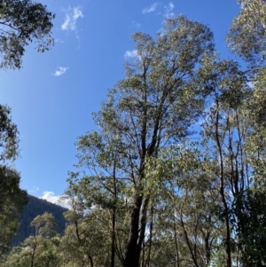 Eucalyptus dives at Paddys River, ACT - 17 Jun 2023