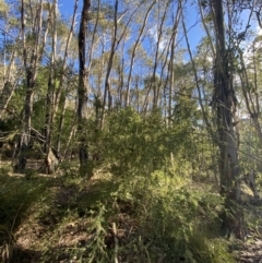Gaudium brevipes (Grey Tea-tree) at Tidbinbilla Nature Reserve - 17 Jun 2023 by Tapirlord