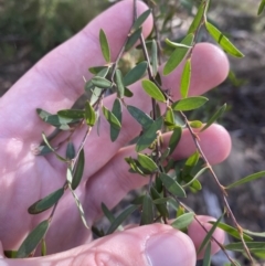 Gaudium brevipes at Paddys River, ACT - 17 Jun 2023