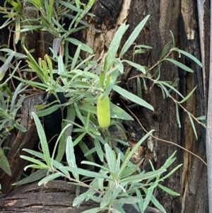 Billardiera mutabilis at Paddys River, ACT - 17 Jun 2023