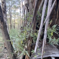 Billardiera mutabilis at Paddys River, ACT - 17 Jun 2023