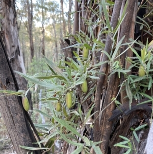 Billardiera mutabilis at Paddys River, ACT - 17 Jun 2023