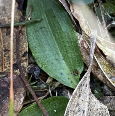 Chiloglottis reflexa (Short-clubbed Wasp Orchid) at Tidbinbilla Nature Reserve - 17 Jun 2023 by Tapirlord