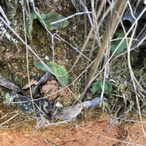 Chiloglottis reflexa at Paddys River, ACT - suppressed