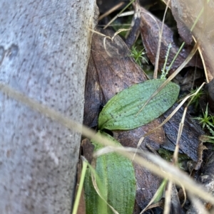 Chiloglottis reflexa at Paddys River, ACT - suppressed