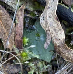 Acianthus exsertus (Large Mosquito Orchid) at Tidbinbilla Nature Reserve - 17 Jun 2023 by Tapirlord