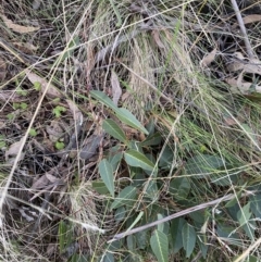 Hardenbergia violacea (False Sarsaparilla) at Tidbinbilla Nature Reserve - 17 Jun 2023 by Tapirlord