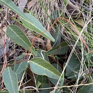 Hardenbergia violacea at Paddys River, ACT - 17 Jun 2023