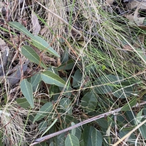 Hardenbergia violacea at Paddys River, ACT - 17 Jun 2023