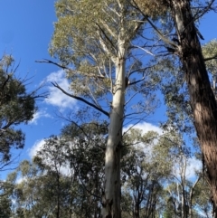 Eucalyptus viminalis (Ribbon Gum) at Tidbinbilla Nature Reserve - 17 Jun 2023 by Tapirlord