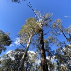 Eucalyptus viminalis at Tidbinbilla Nature Reserve - 17 Jun 2023