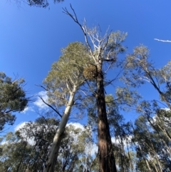 Eucalyptus viminalis at Tidbinbilla Nature Reserve - 17 Jun 2023 02:10 PM