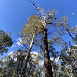 Eucalyptus viminalis at Paddys River, ACT - 17 Jun 2023