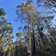 Eucalyptus viminalis at Tidbinbilla Nature Reserve - 17 Jun 2023