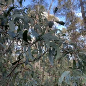 Acacia obliquinervia at Paddys River, ACT - 17 Jun 2023
