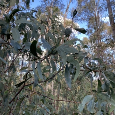 Acacia obliquinervia (Mountain Hickory) at Tidbinbilla Nature Reserve - 17 Jun 2023 by Tapirlord
