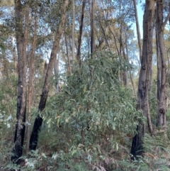Acacia obliquinervia at Paddys River, ACT - 17 Jun 2023