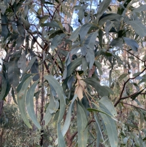 Acacia obliquinervia at Paddys River, ACT - 17 Jun 2023