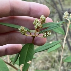 Pomaderris andromedifolia subsp. andromedifolia at Paddys River, ACT - 17 Jun 2023