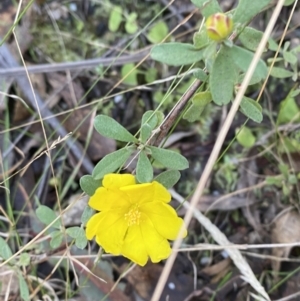 Hibbertia obtusifolia at Paddys River, ACT - 17 Jun 2023