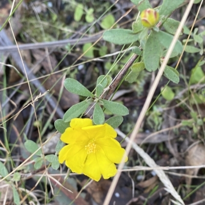 Hibbertia obtusifolia (Grey Guinea-flower) at Tidbinbilla Nature Reserve - 17 Jun 2023 by Tapirlord