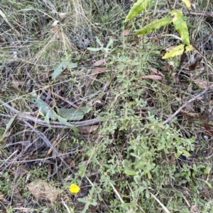 Hibbertia obtusifolia at Paddys River, ACT - 17 Jun 2023