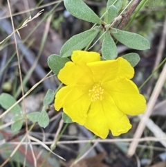 Hibbertia obtusifolia at Paddys River, ACT - 17 Jun 2023