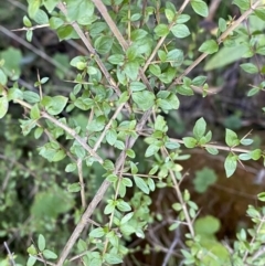 Coprosma quadrifida (Prickly Currant Bush, Native Currant) at Paddys River, ACT - 17 Jun 2023 by Tapirlord