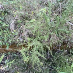 Coprosma quadrifida at Paddys River, ACT - 17 Jun 2023