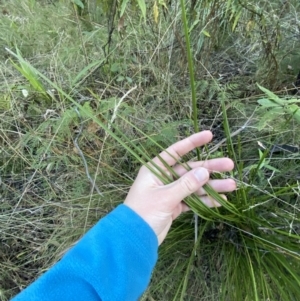 Lomandra filiformis subsp. filiformis at Paddys River, ACT - 17 Jun 2023