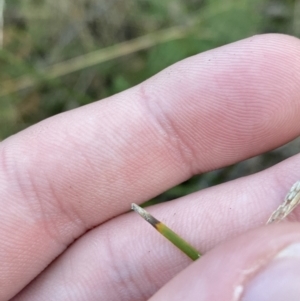 Lomandra filiformis subsp. filiformis at Paddys River, ACT - 17 Jun 2023