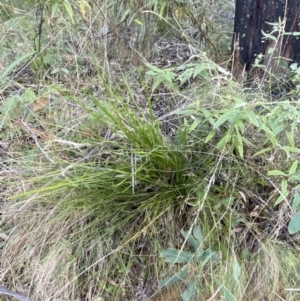 Lomandra filiformis subsp. filiformis at Paddys River, ACT - 17 Jun 2023