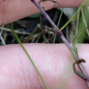 Acianthus exsertus at Paddys River, ACT - suppressed