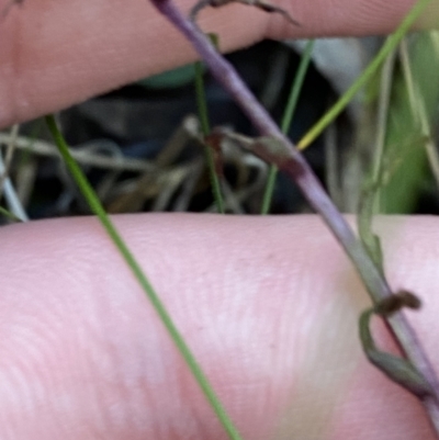 Acianthus exsertus (Large Mosquito Orchid) at Tidbinbilla Nature Reserve - 17 Jun 2023 by Tapirlord