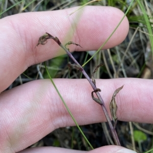 Acianthus exsertus at Paddys River, ACT - suppressed