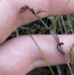 Acianthus exsertus at Paddys River, ACT - suppressed