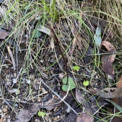 Acianthus exsertus at Paddys River, ACT - suppressed