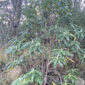 Bedfordia arborescens at Paddys River, ACT - 17 Jun 2023