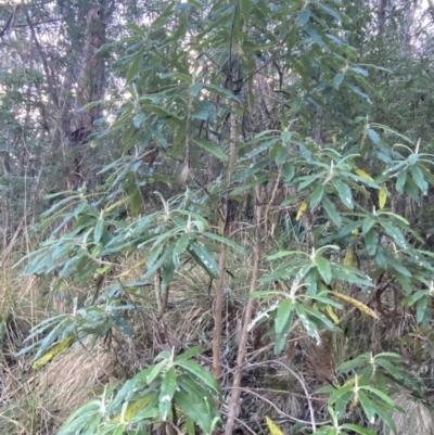 Bedfordia arborescens (Blanket Bush) at Tidbinbilla Nature Reserve - 17 Jun 2023 by Tapirlord