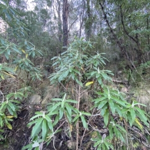 Bedfordia arborescens at Paddys River, ACT - 17 Jun 2023 02:00 PM