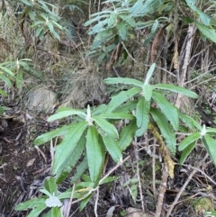 Bedfordia arborescens at Paddys River, ACT - 17 Jun 2023 02:00 PM